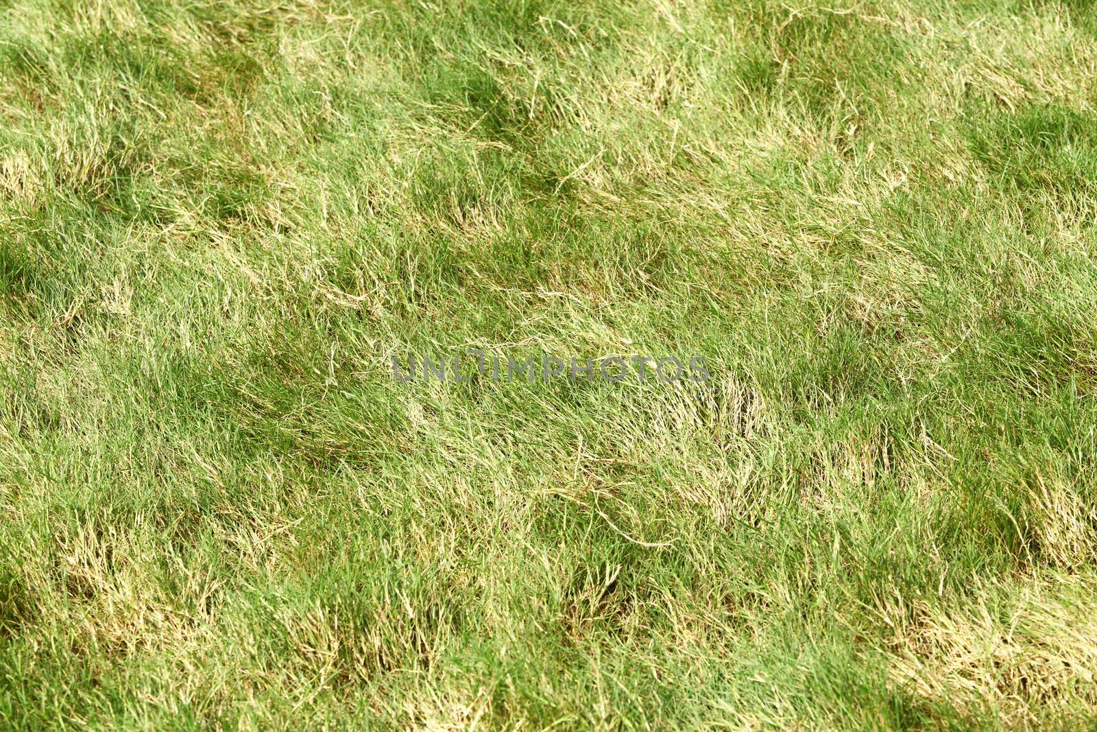 Rough grass in golf course