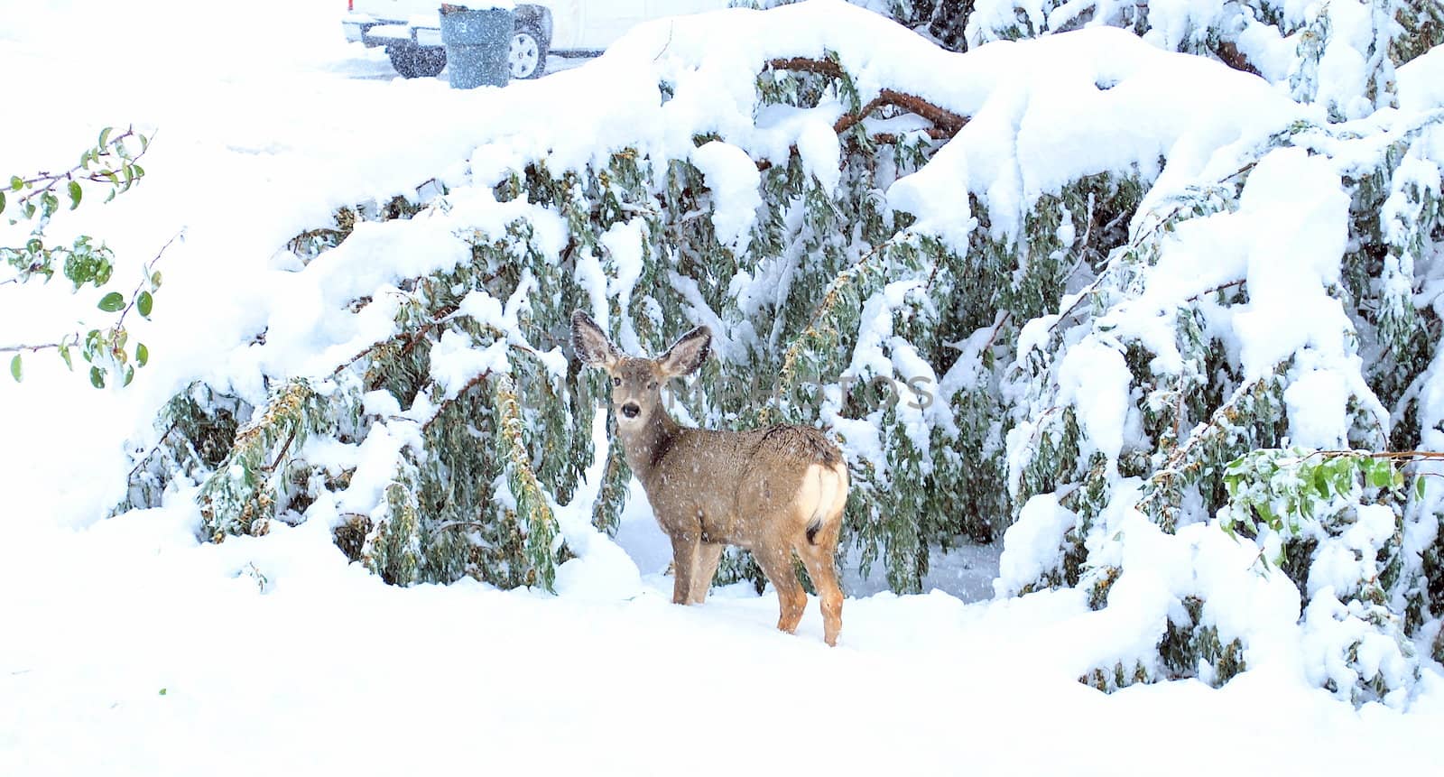 Christmas holiday deer in the winter snow.