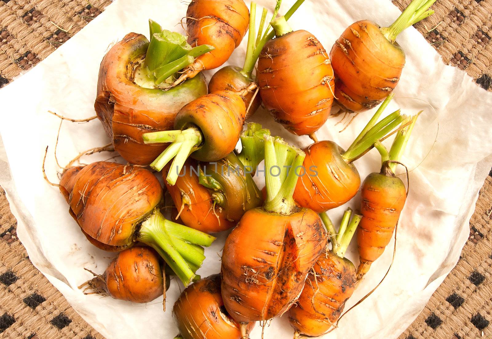 uncleaned carrots on a towel straight from the garden