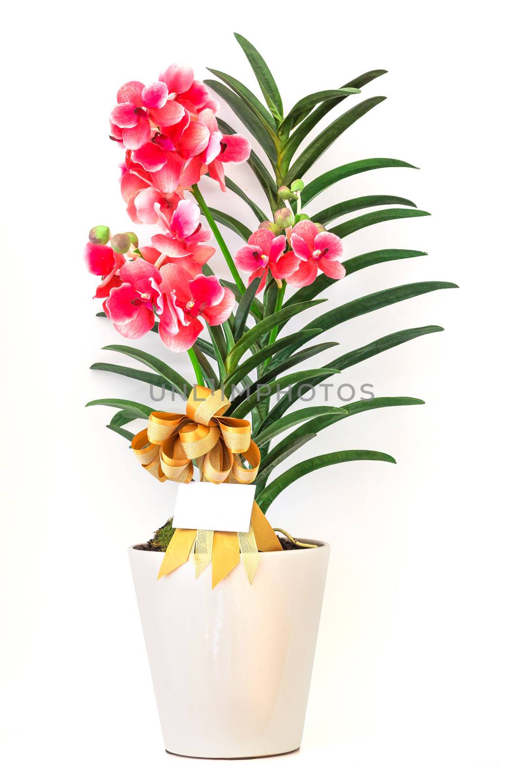 Orchids in pot isolated on white