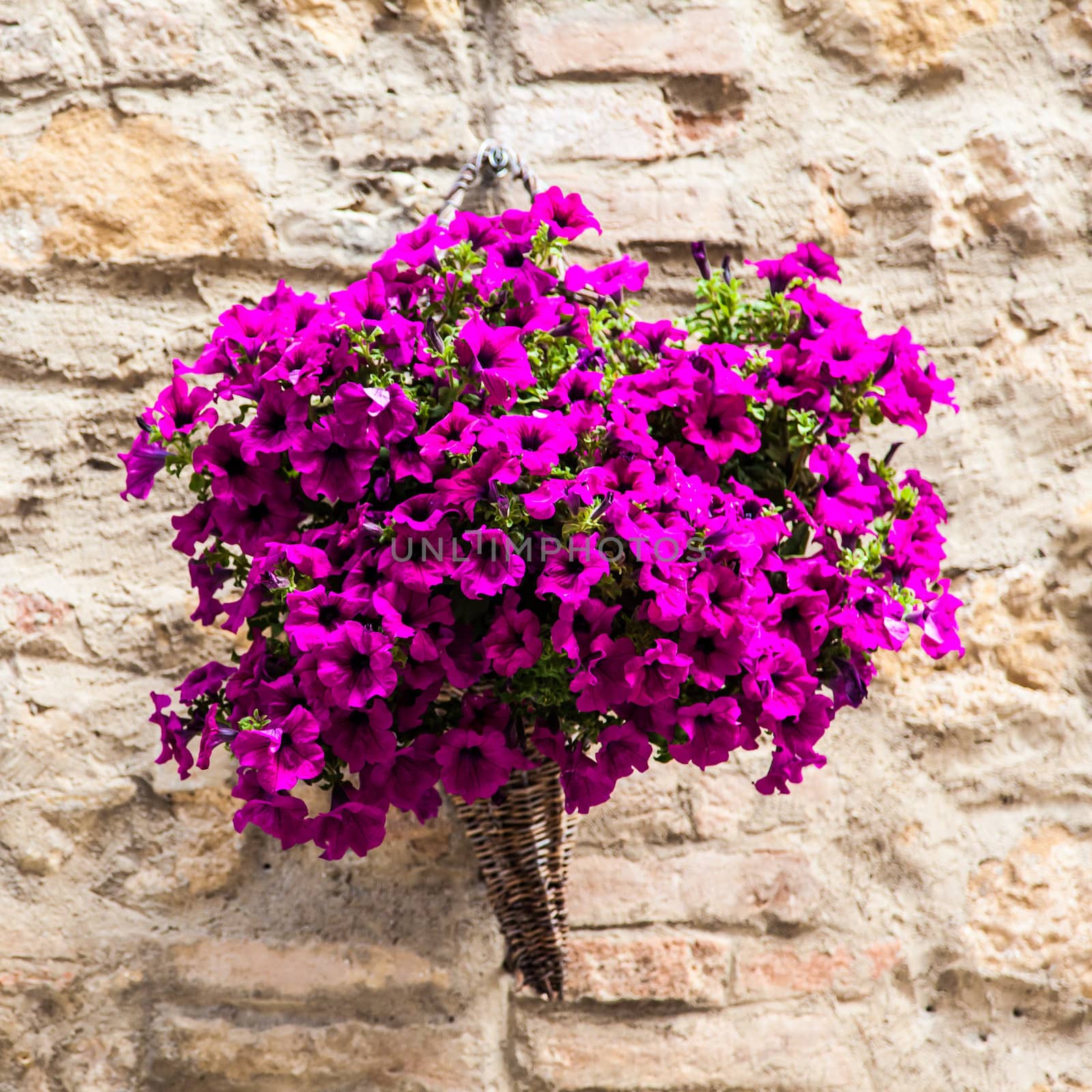 Pienza, Tuscany region, Italy. Old wall with flowers