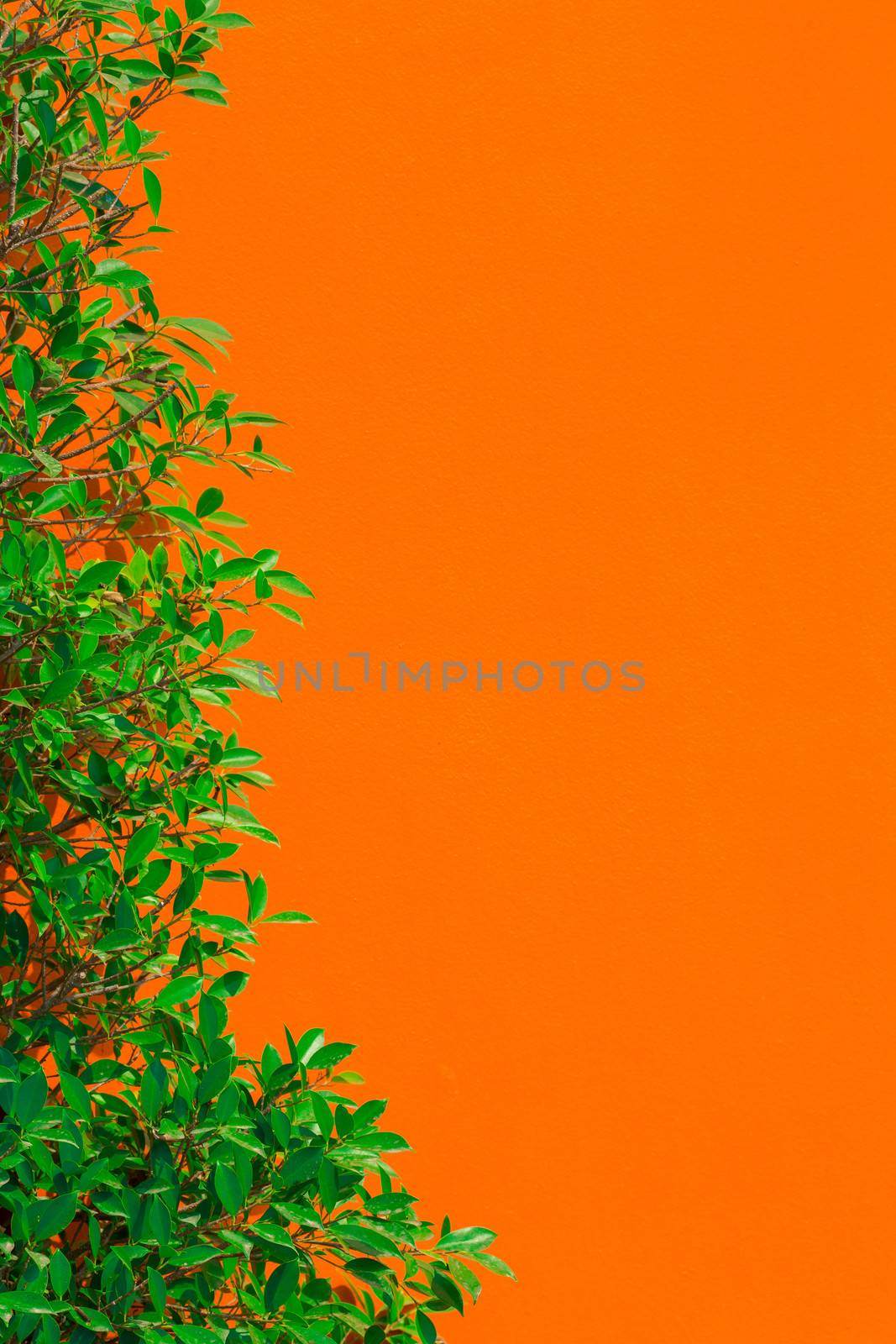 Green leaf and orange color wall background