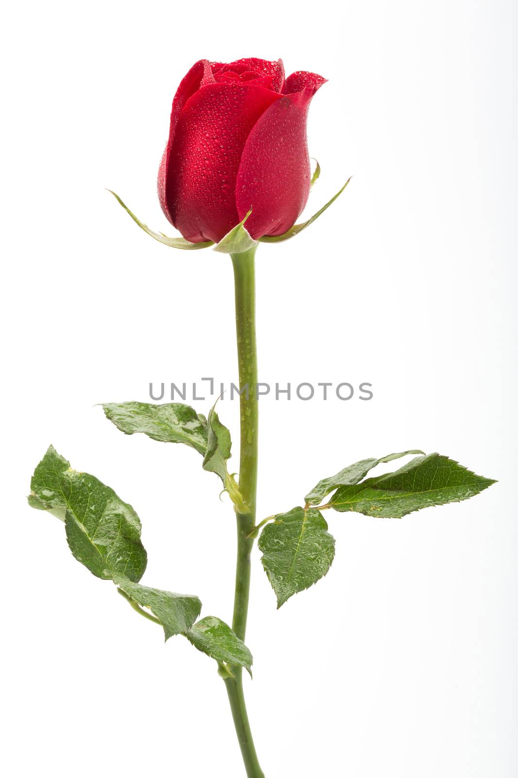 Red rose with water droplet isolated on white