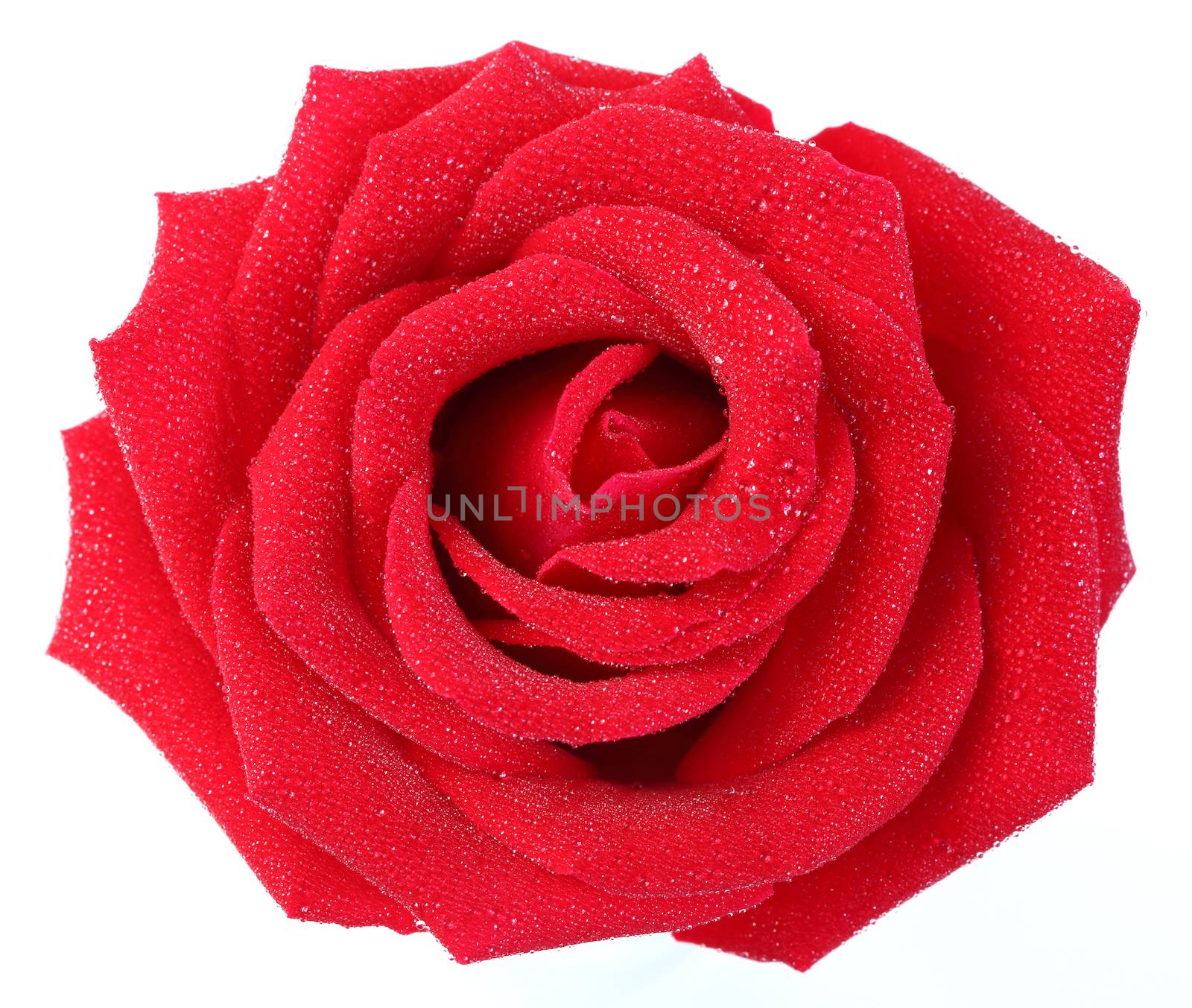 Red rose with water droplet isolated on white 