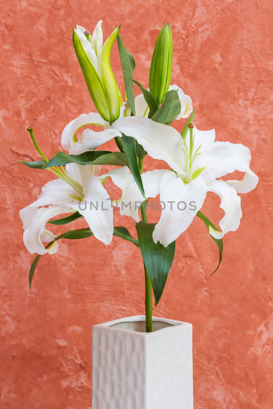 White lily in vase isolated on grunge background