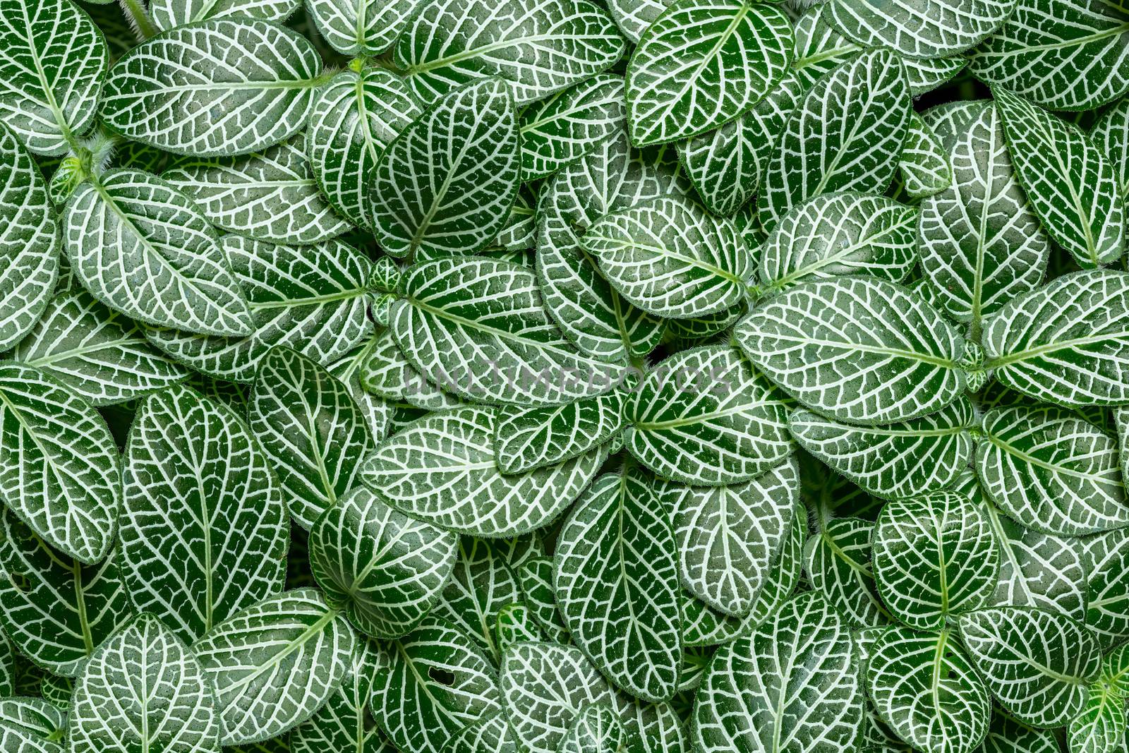 Fittonia albivenis by smuay