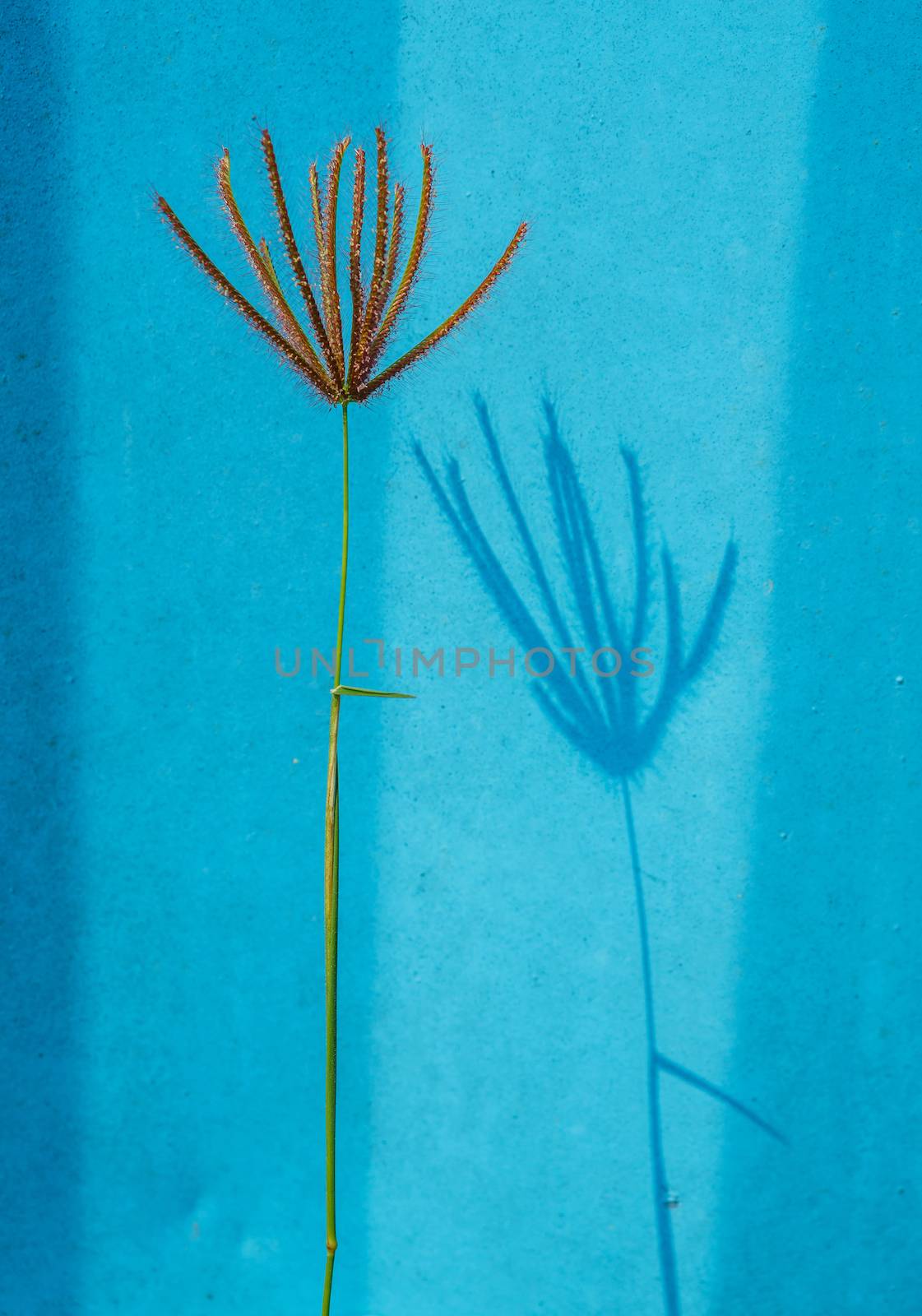 Grass flower and shadow on blue painted wall