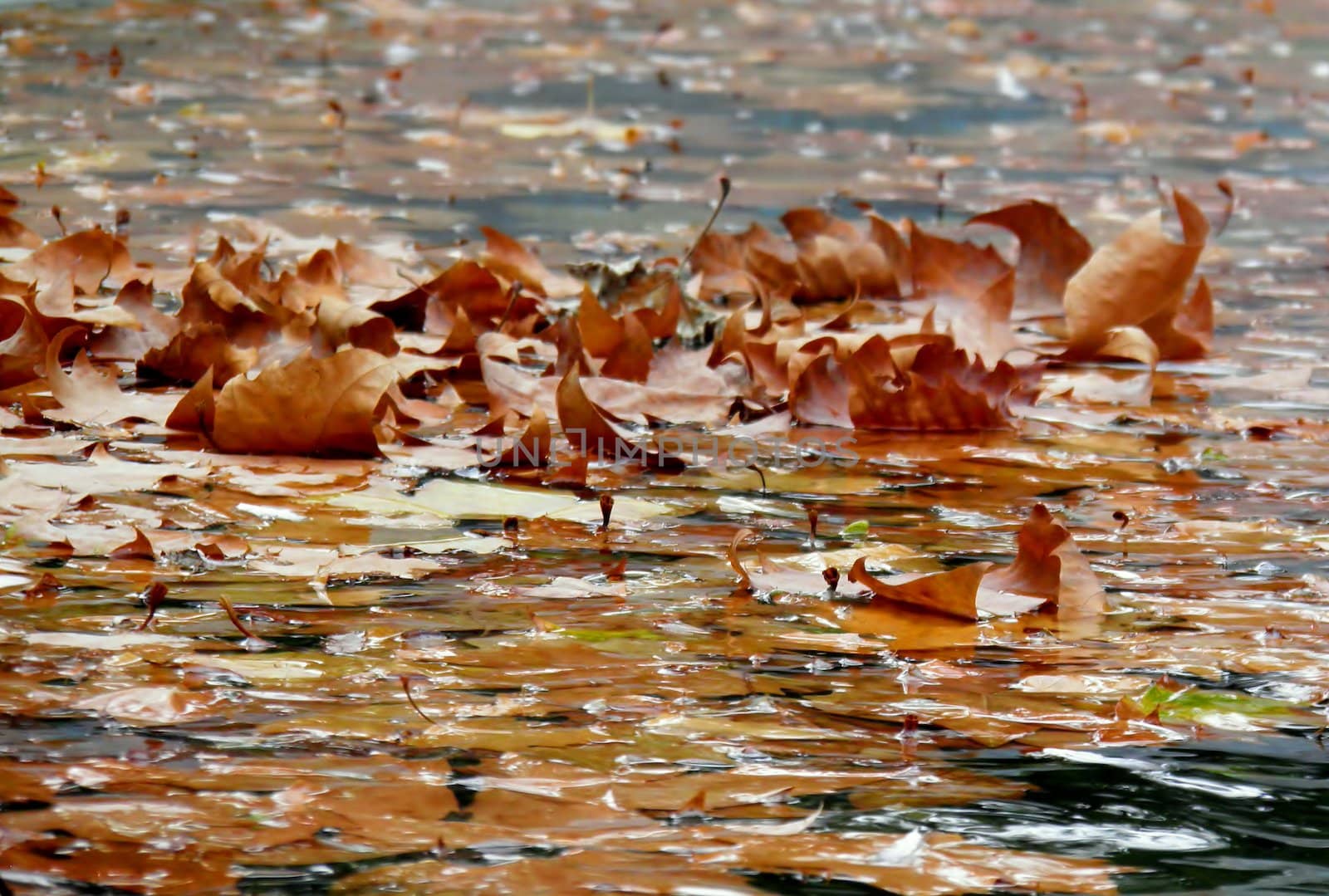 Maple leaves falling in water