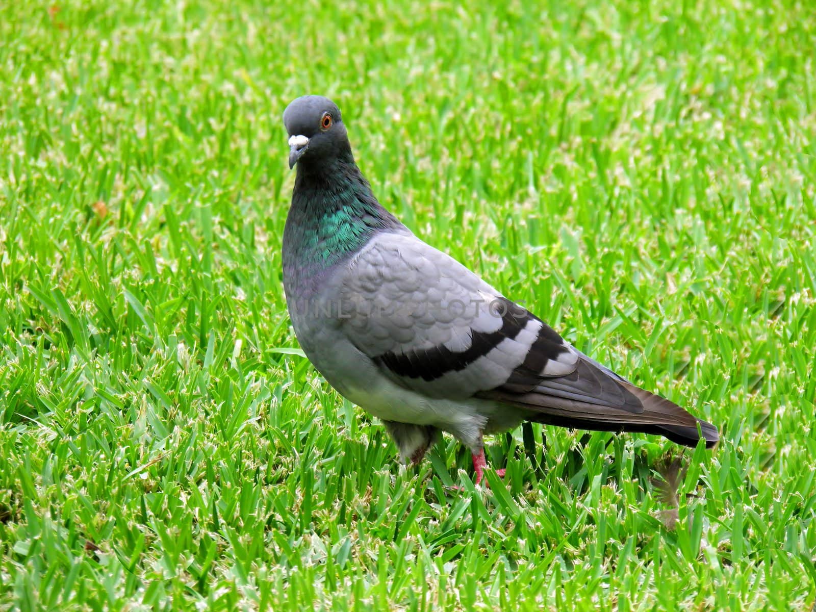 Pigeon seeking for food in green grass background by alentejano