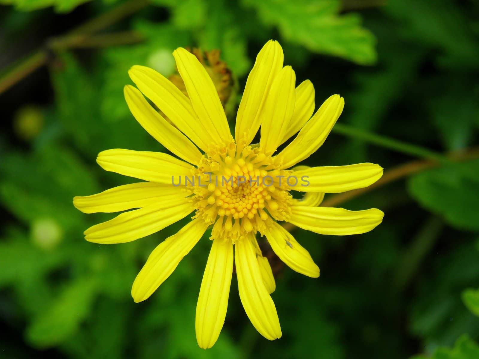 Yellow bush daisy flower by alentejano
