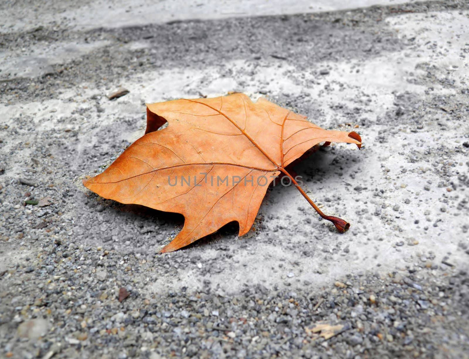 Yellow maple leaf