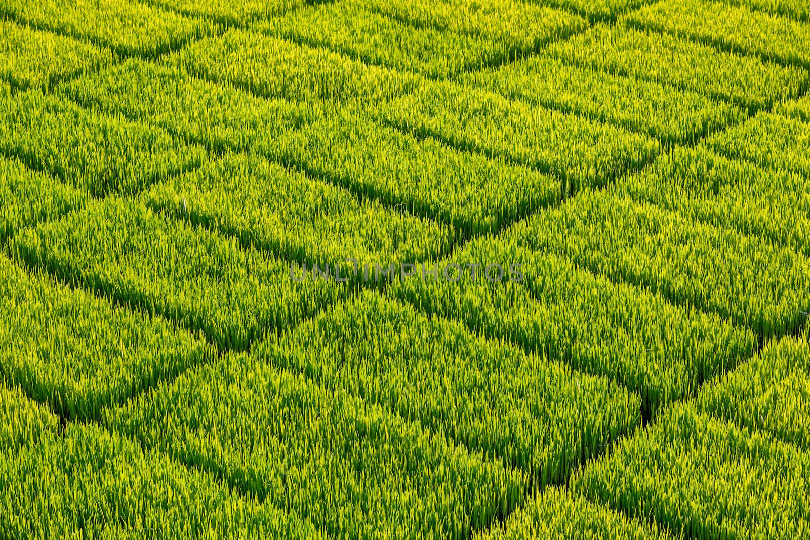 Rice sprout field in Thailand