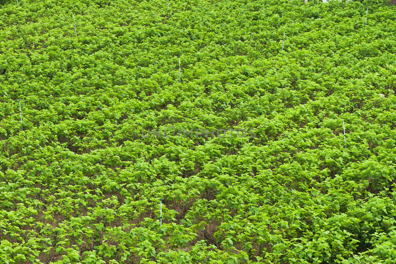 Green color Mulberry farm in Thailand