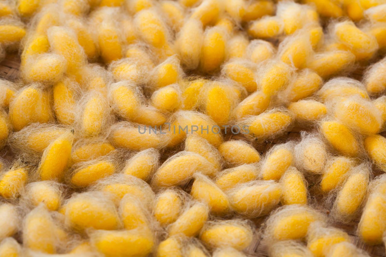 Close up Golden color silkworm cocoon