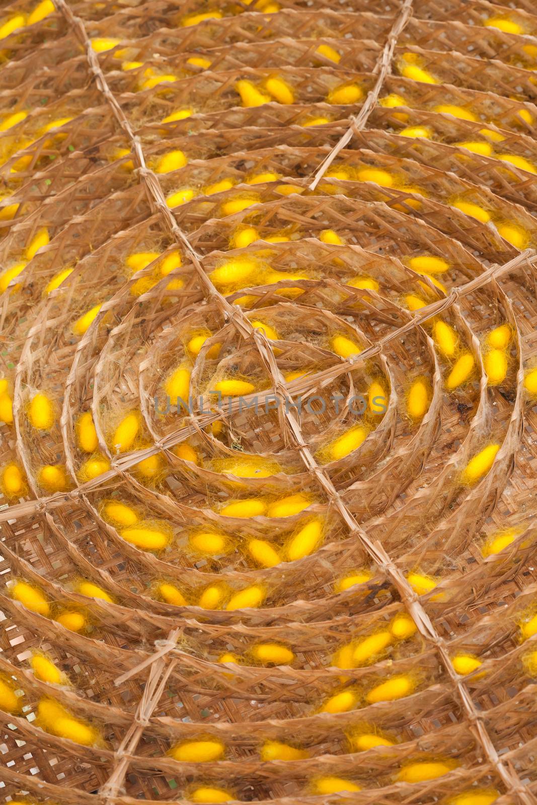 Close up Golden color silkworm cocoon