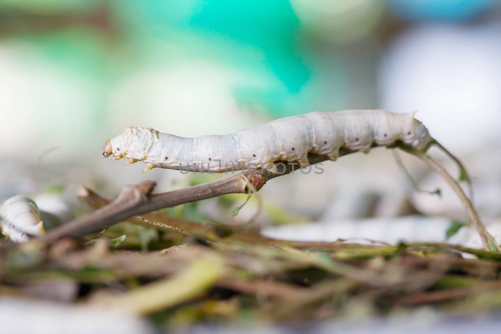 Silkworm by smuay