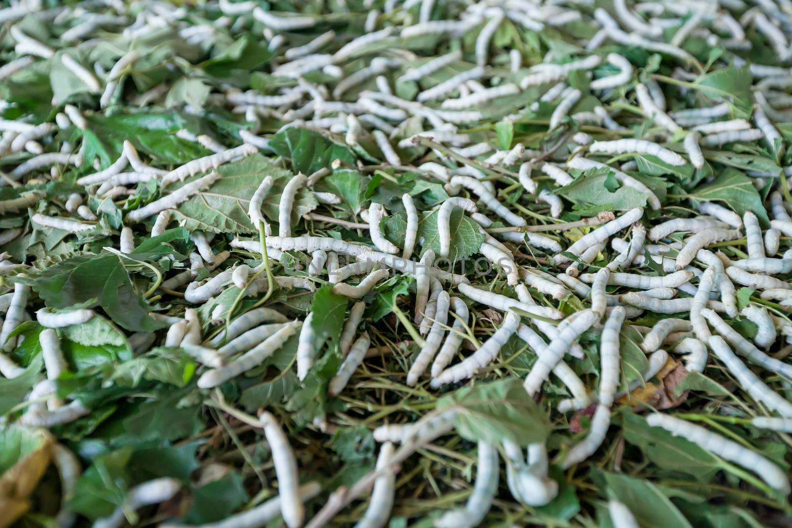 Silkworms by smuay