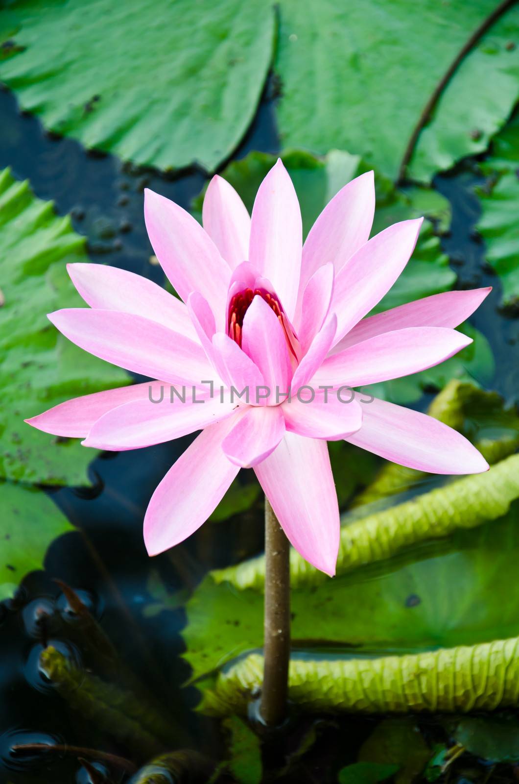Pink lotus in the peaceful pond.
