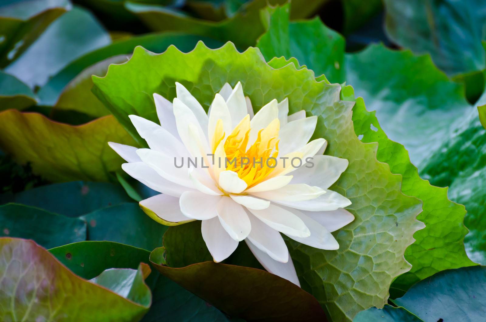 White lotus in the peaceful pond.