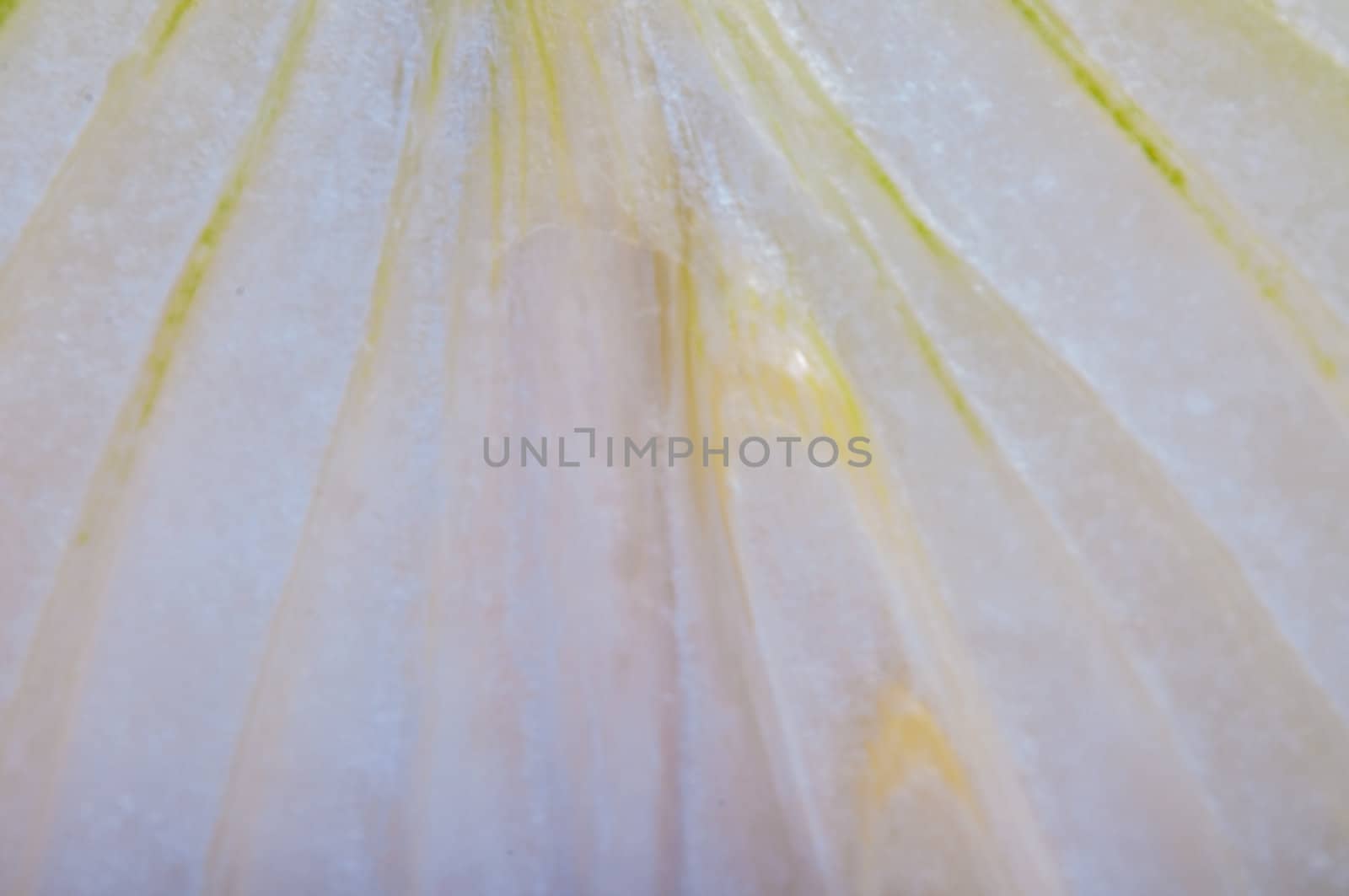 An image of close up onion isolated