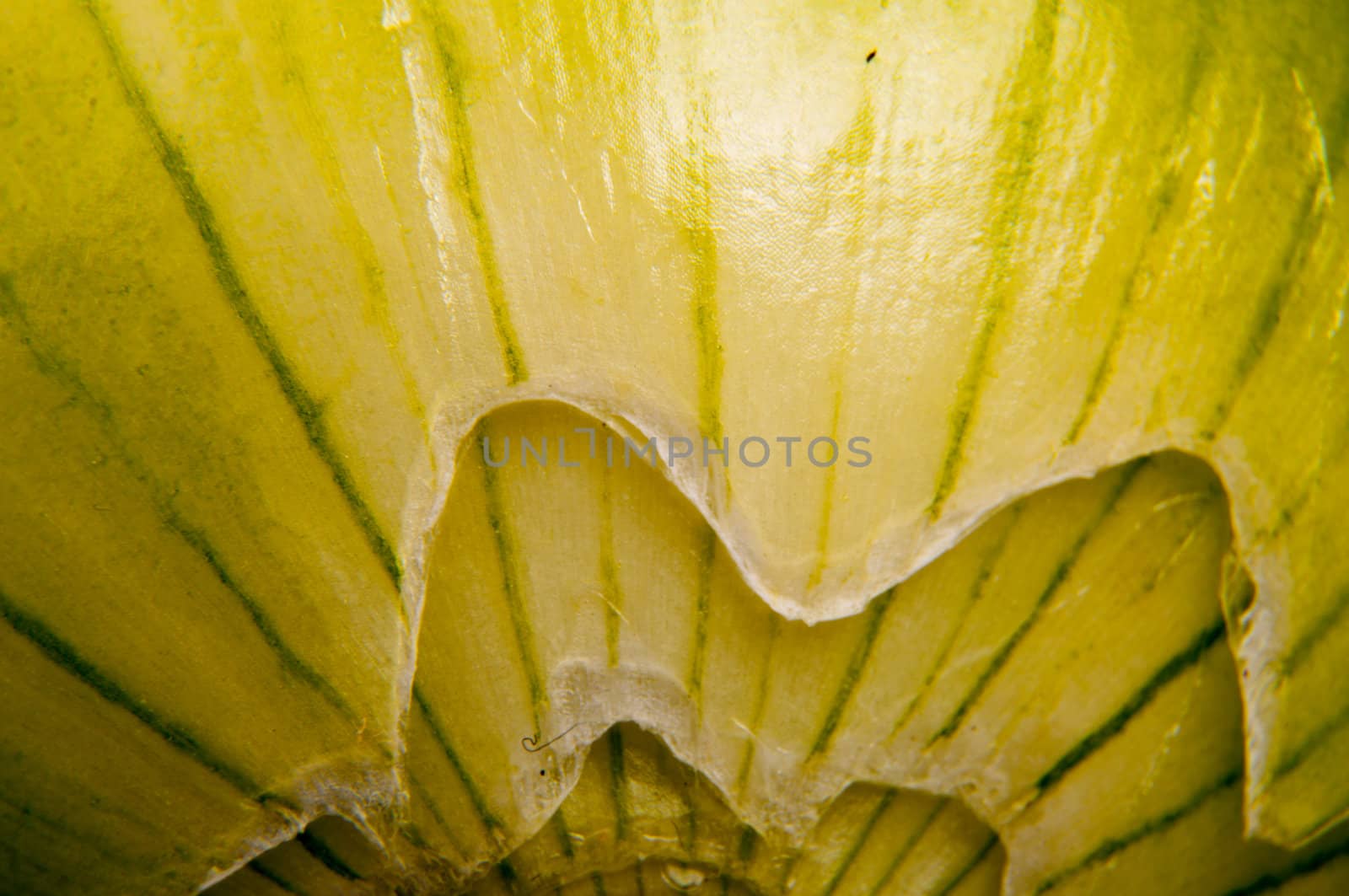 An image of close up onion isolated