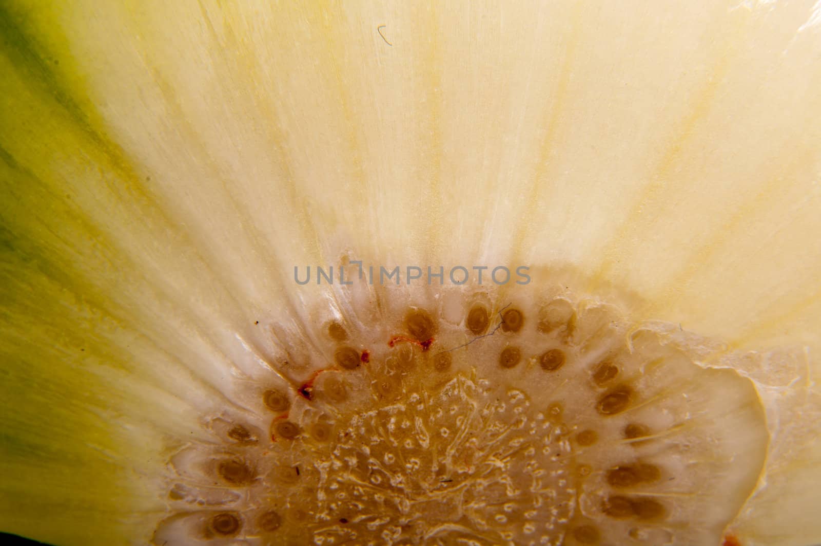 An image of close up onion isolated