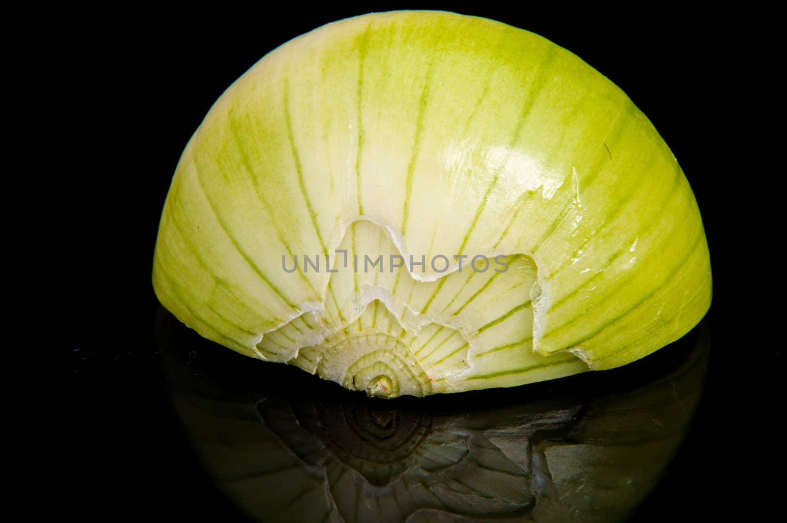 An image of close up onion isolated