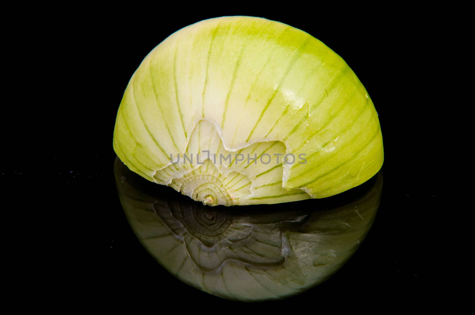 An image of close up onion isolated