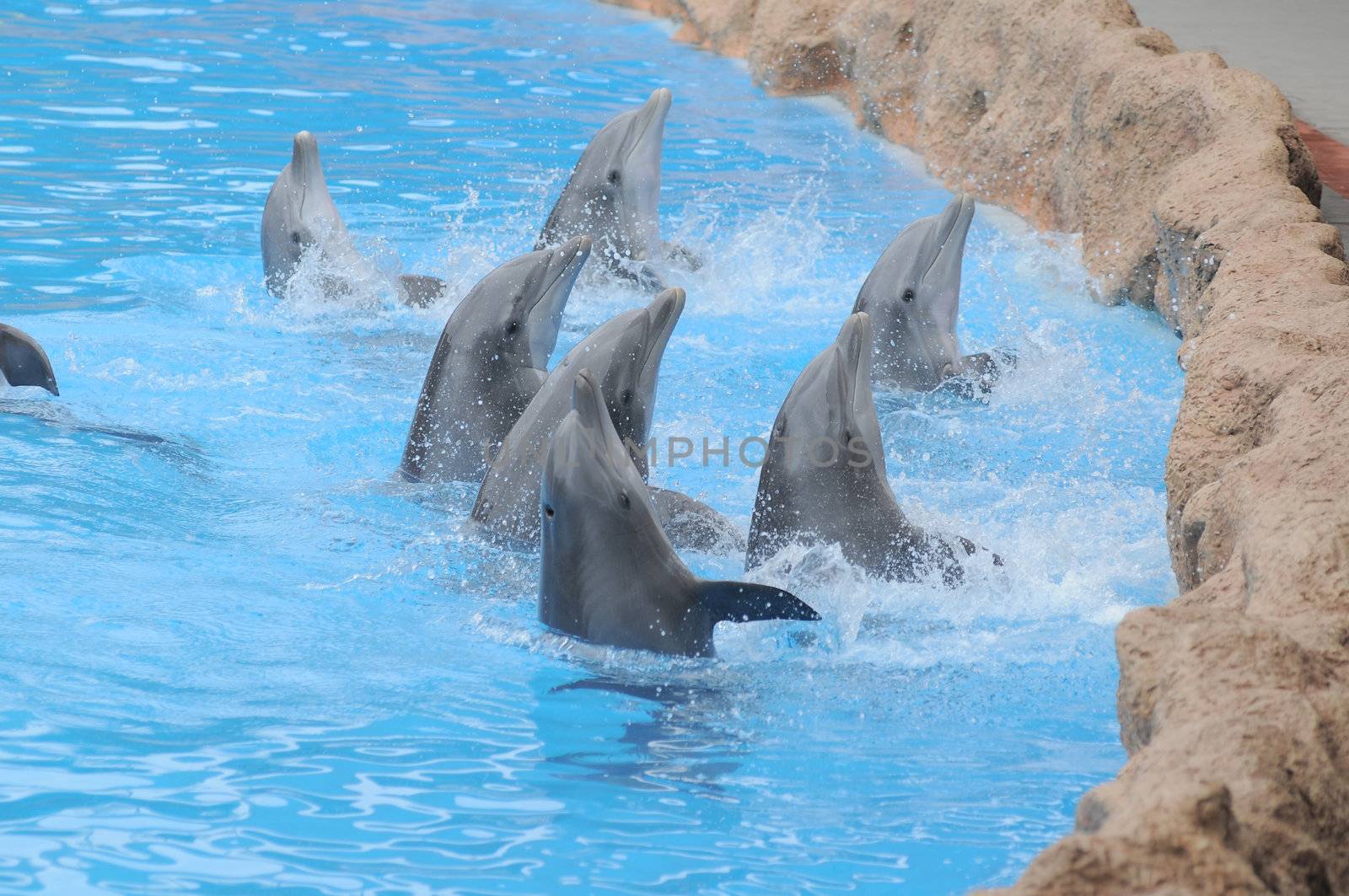 Grey Dolphin on a Very Blue Water in a Park in Tenerife, Spain