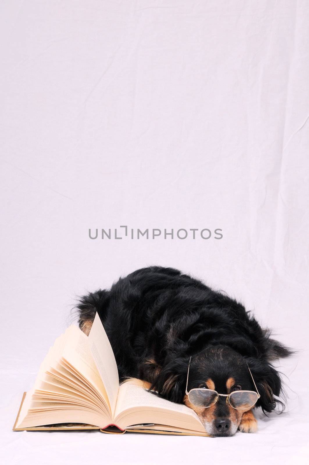 One intelligent Black Dog Reading a Book on a White Background