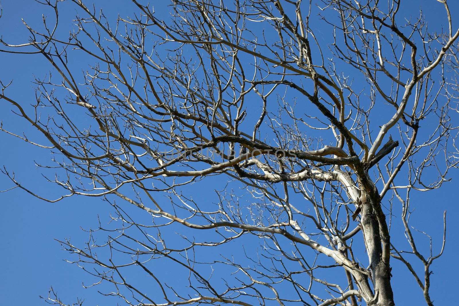 Bare leafless branches of a tree against clear blue sky