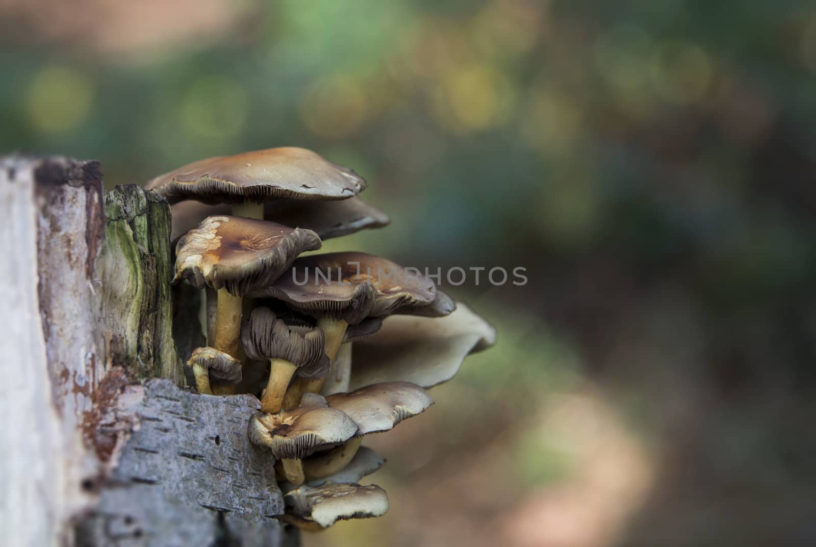 fungus  by compuinfoto