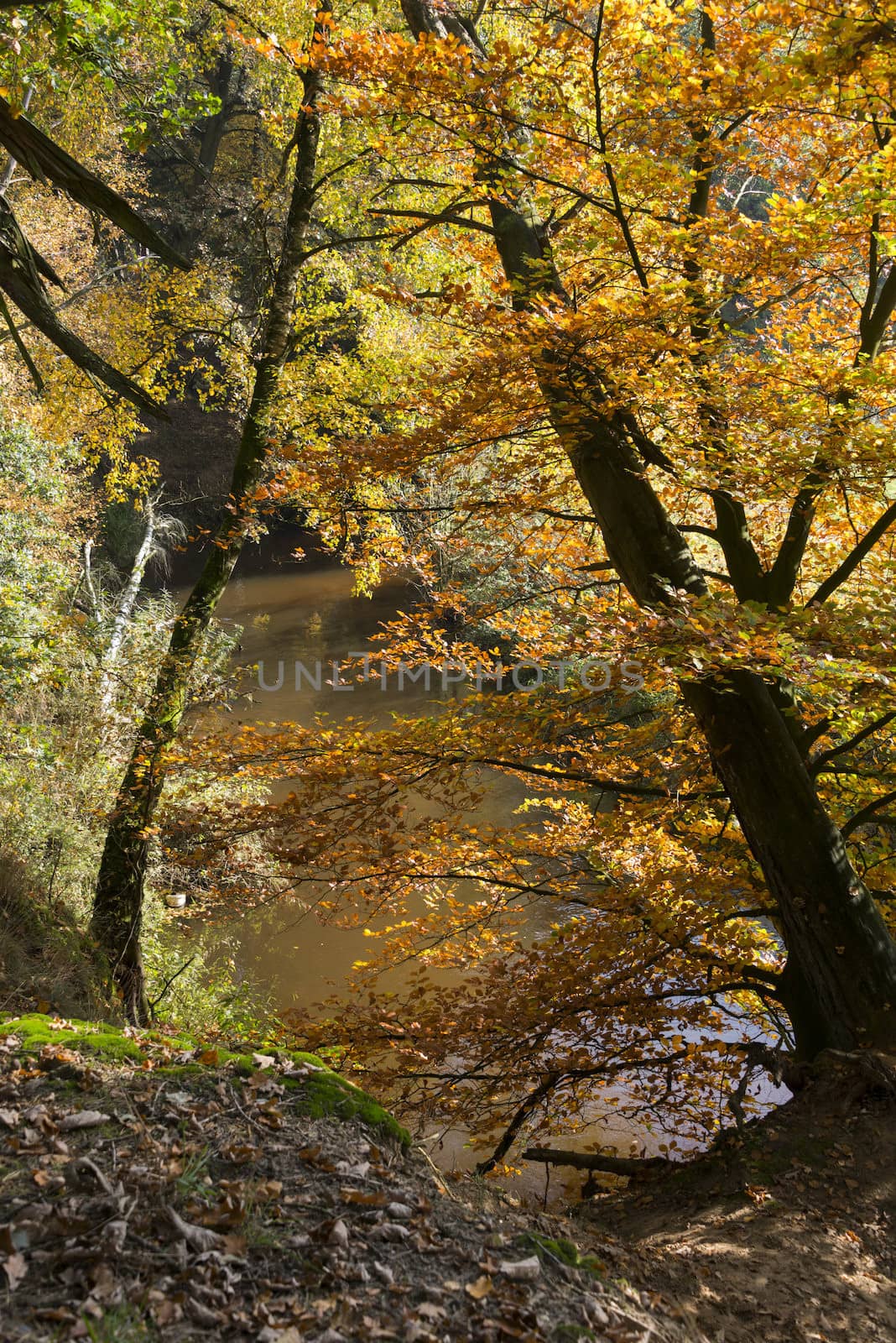autumn forest in holland with the river dinkel