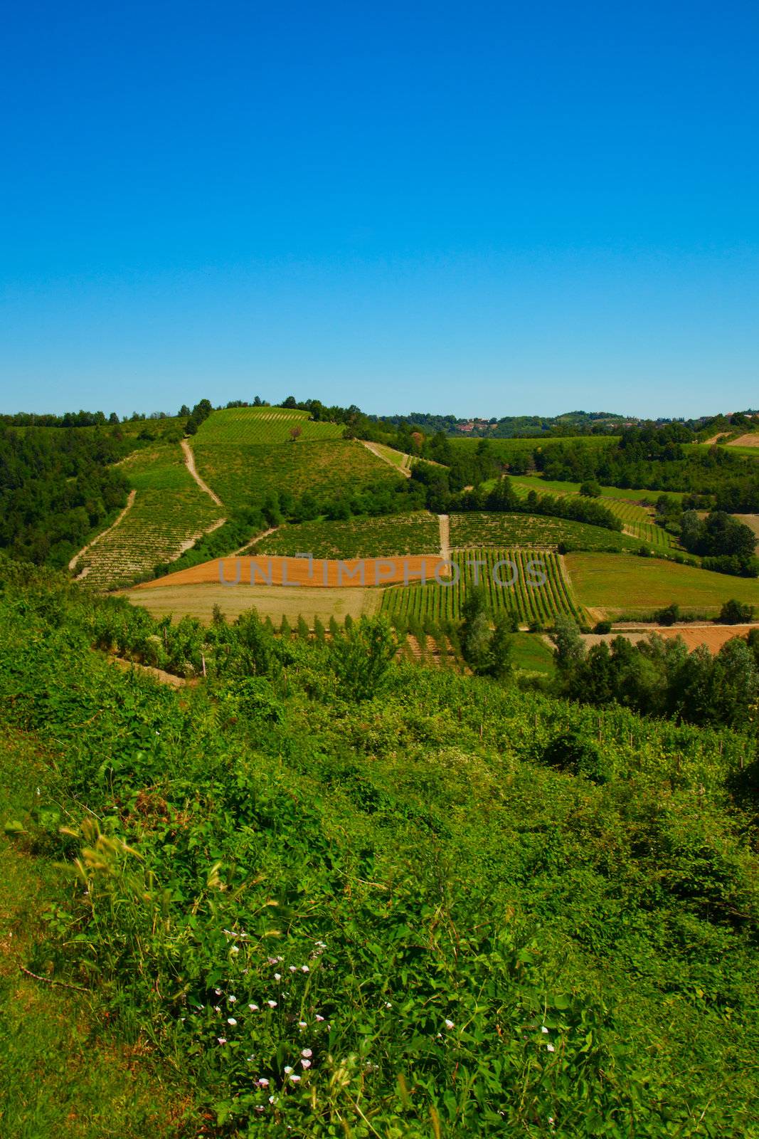 Landscape under blue sky with vineyard and fields