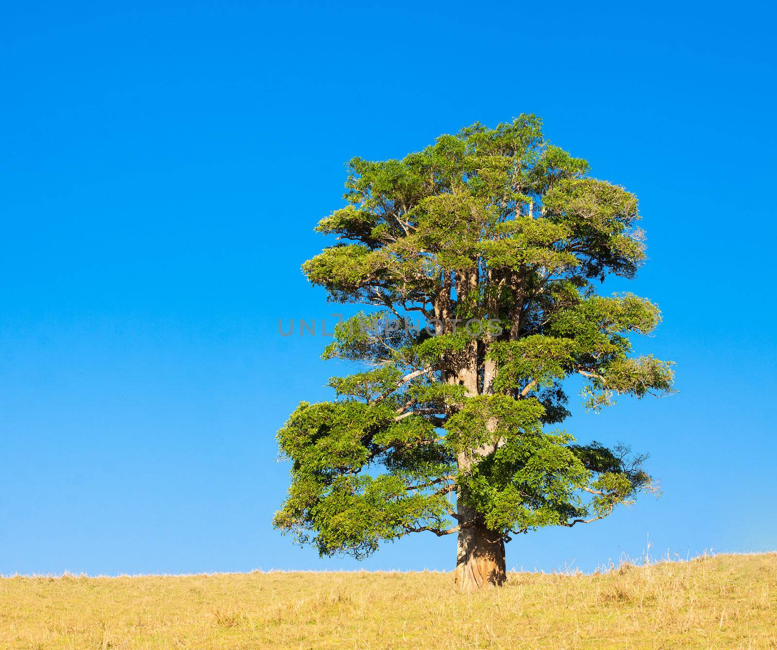 A lone tree on a hill against a blue sky in tropical queensland, Australia.