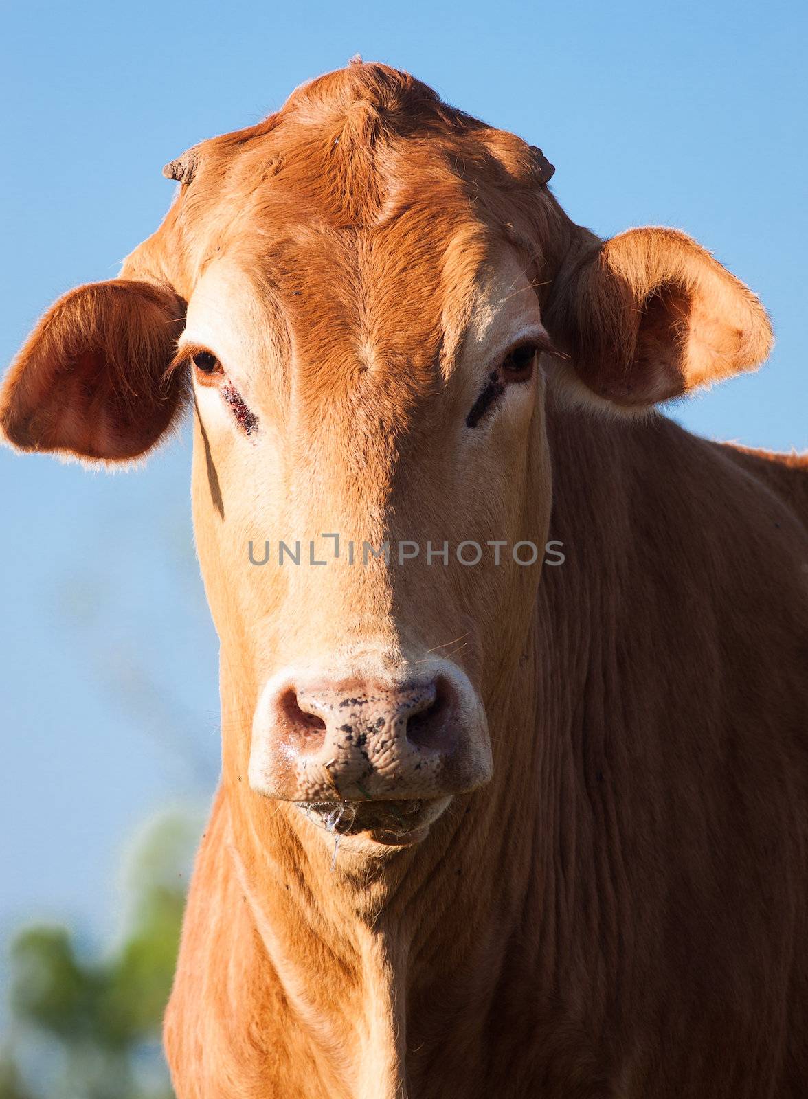 Close-up shot of a brown cow looking at camera, in a pasture, Queensland, Australia