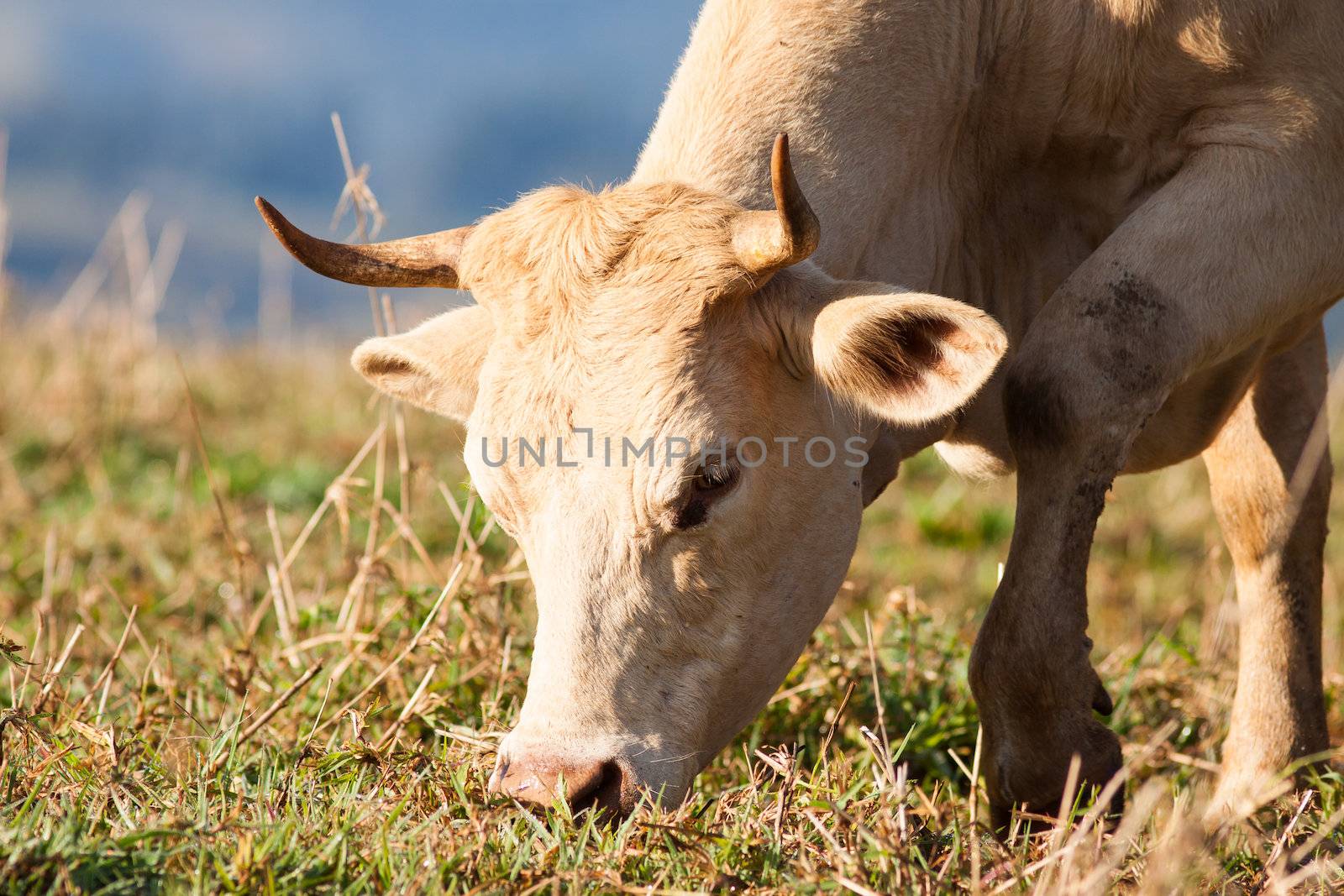 Close-up shot of a cow grazing on grass in a pasture, Queensland, Australia