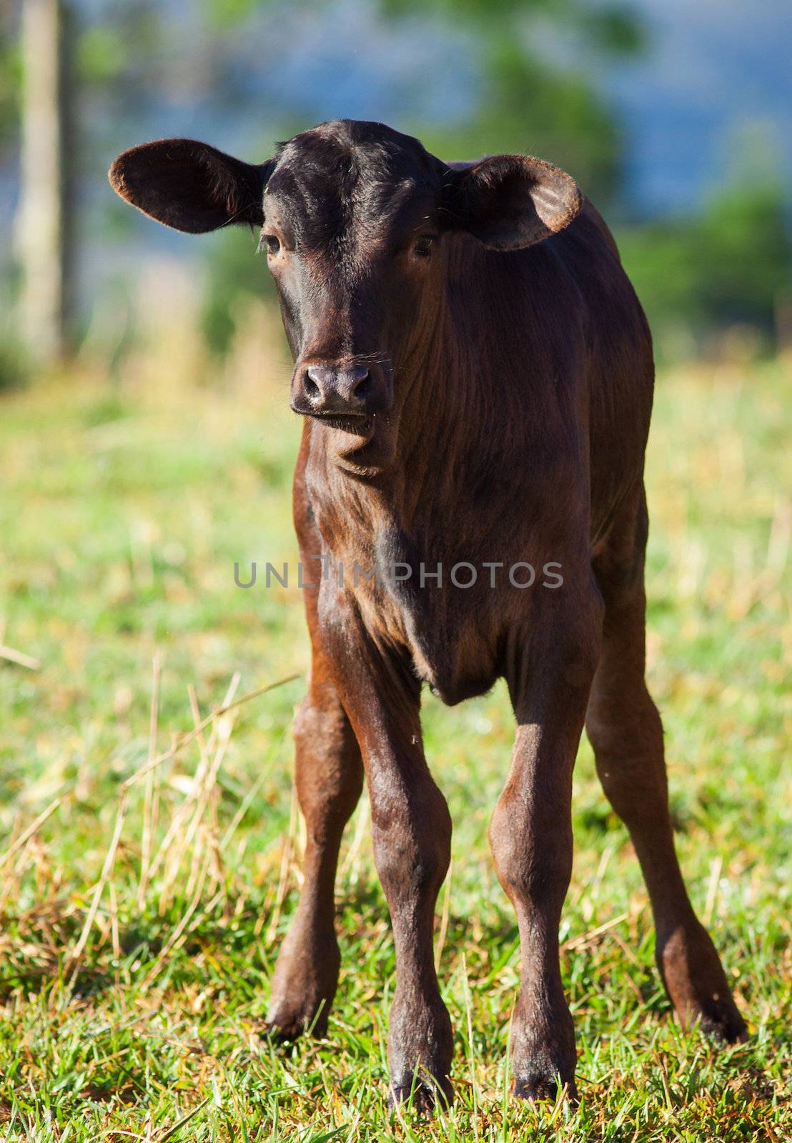 Calf in pasture by Jaykayl