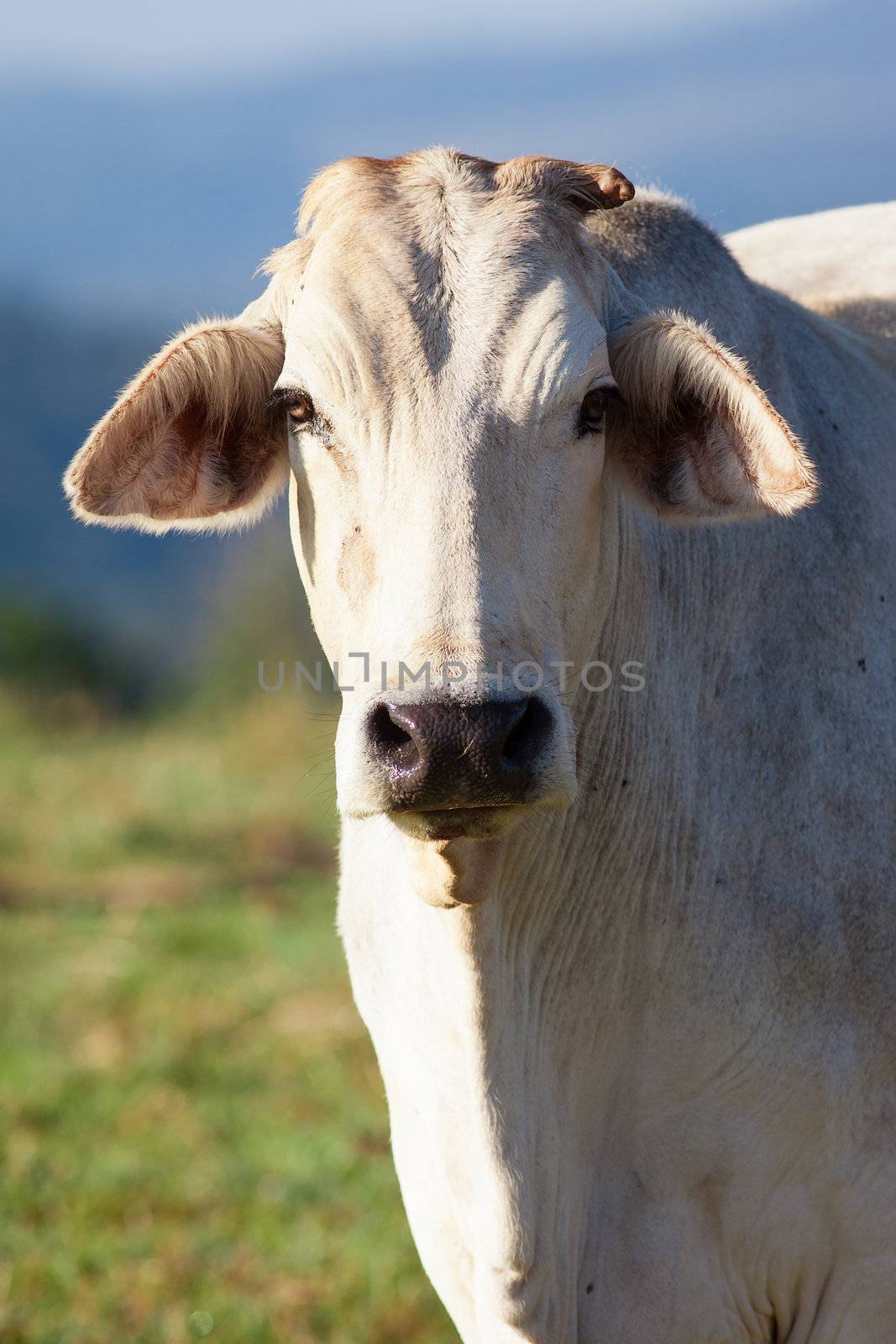 Close-up shot of a cow looking at camera, in a pasture, Queensland, Australia