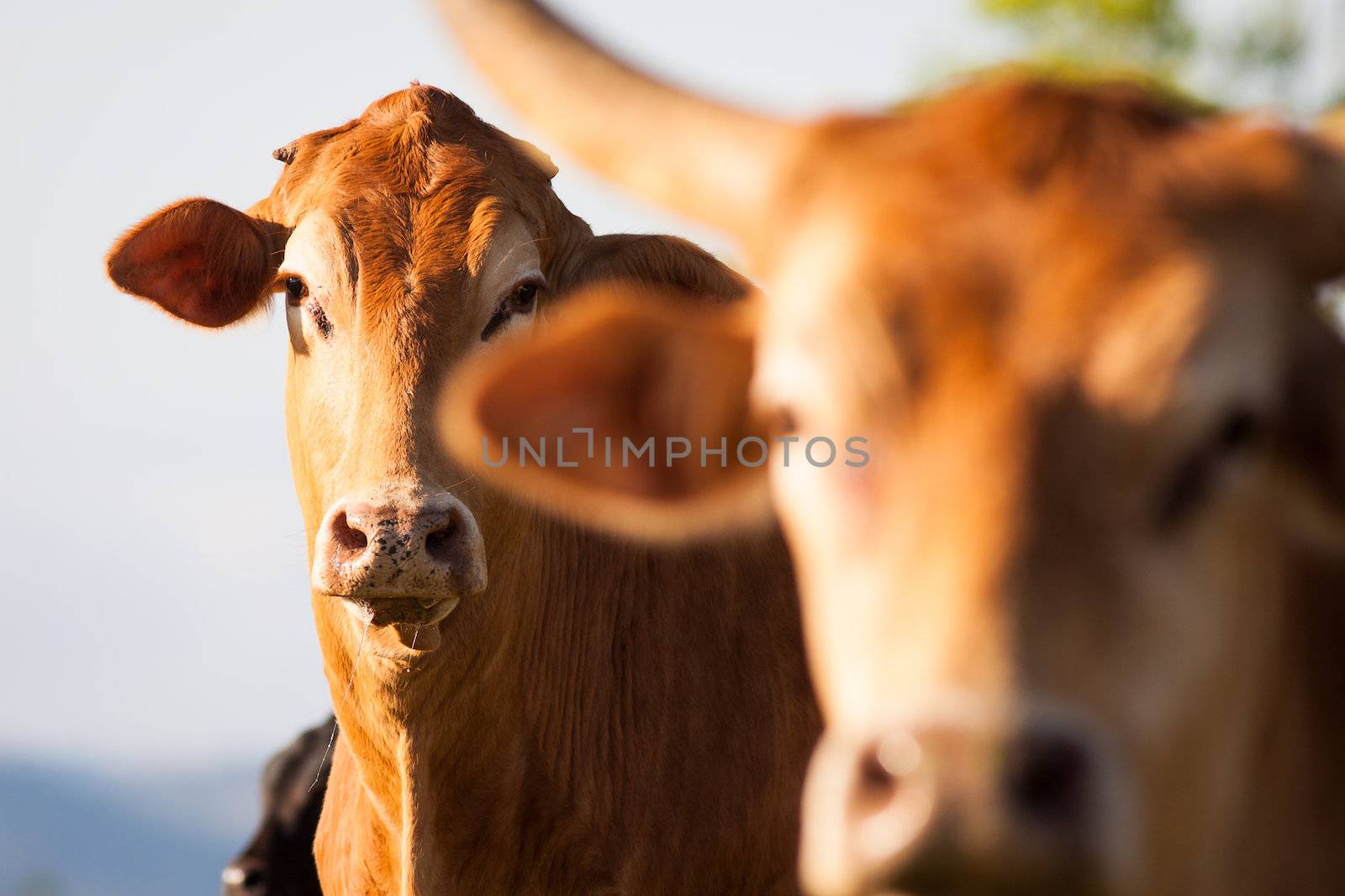 Two cows looking at camera outdoors, Queensland, Australia