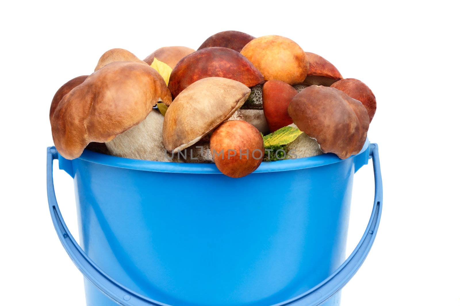 
Mushrooms of different varieties are in the blue bucket. Presented on a white background.