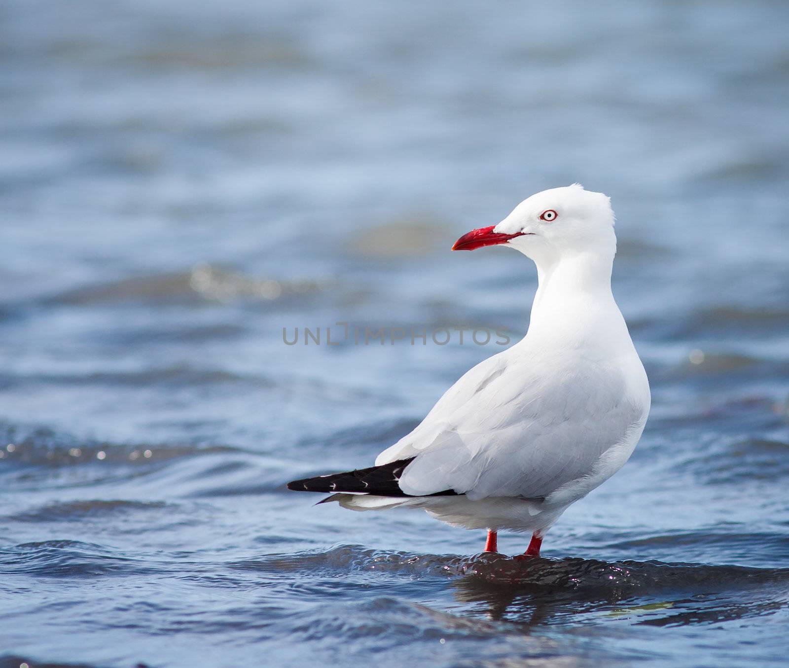 SIlver gull standing in water by Jaykayl