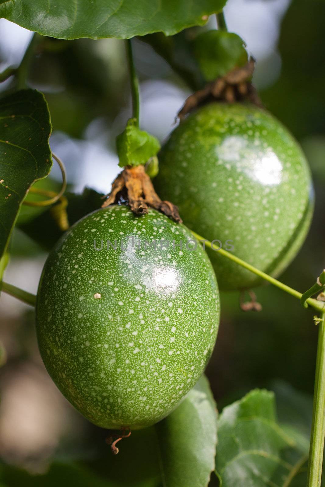 Two beautiful passion fruits growing on a vine.