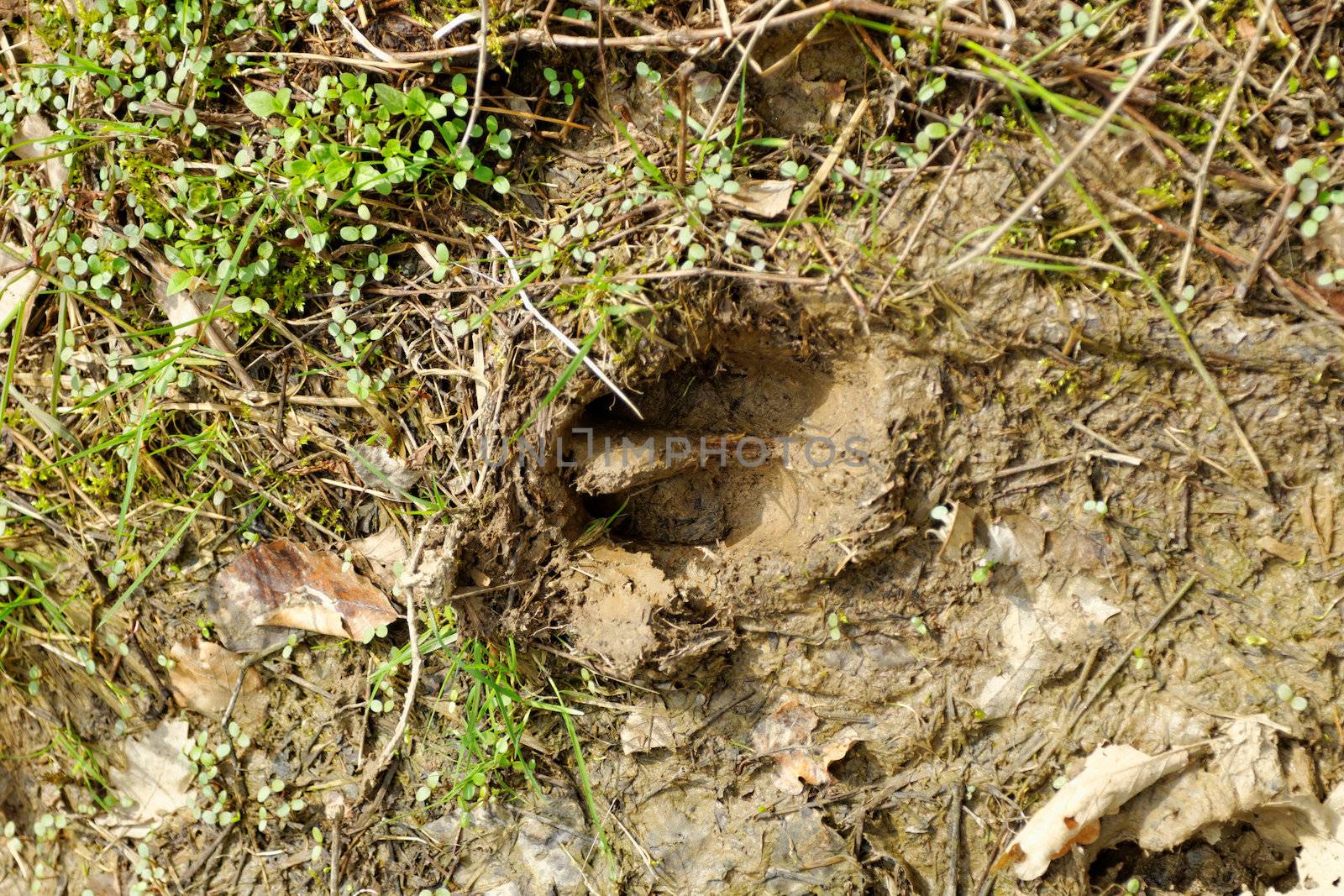 wild boar footprints in the mud
