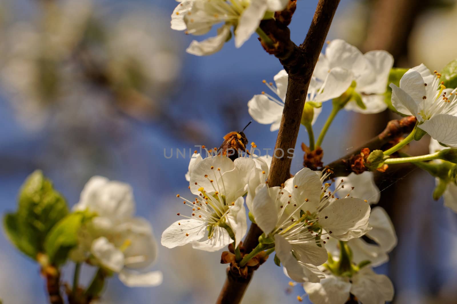 blossom cherry tree with bee by NagyDodo