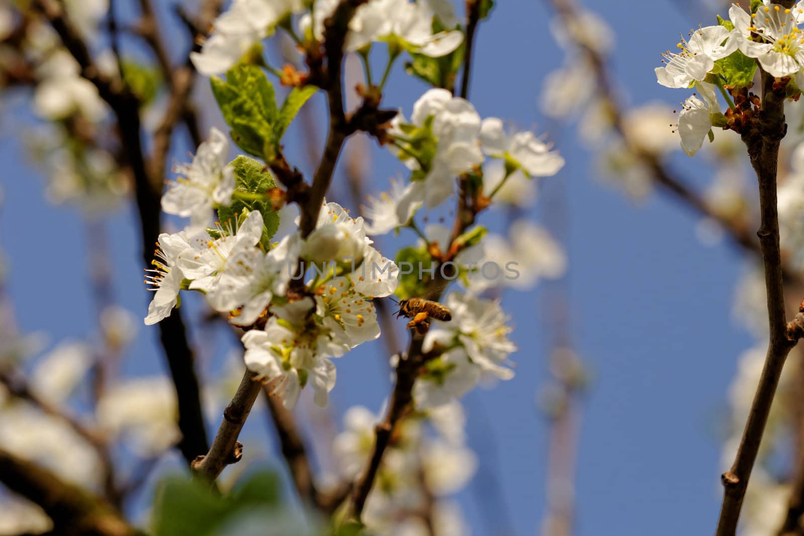 blossom cherry tree with bee by NagyDodo