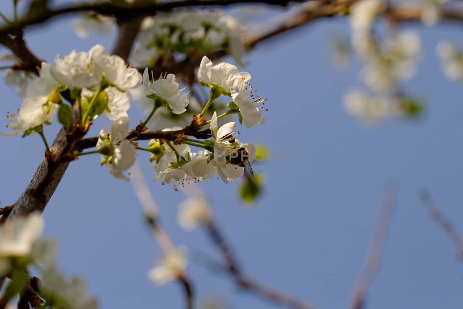 blossom cherry tree with bee by NagyDodo