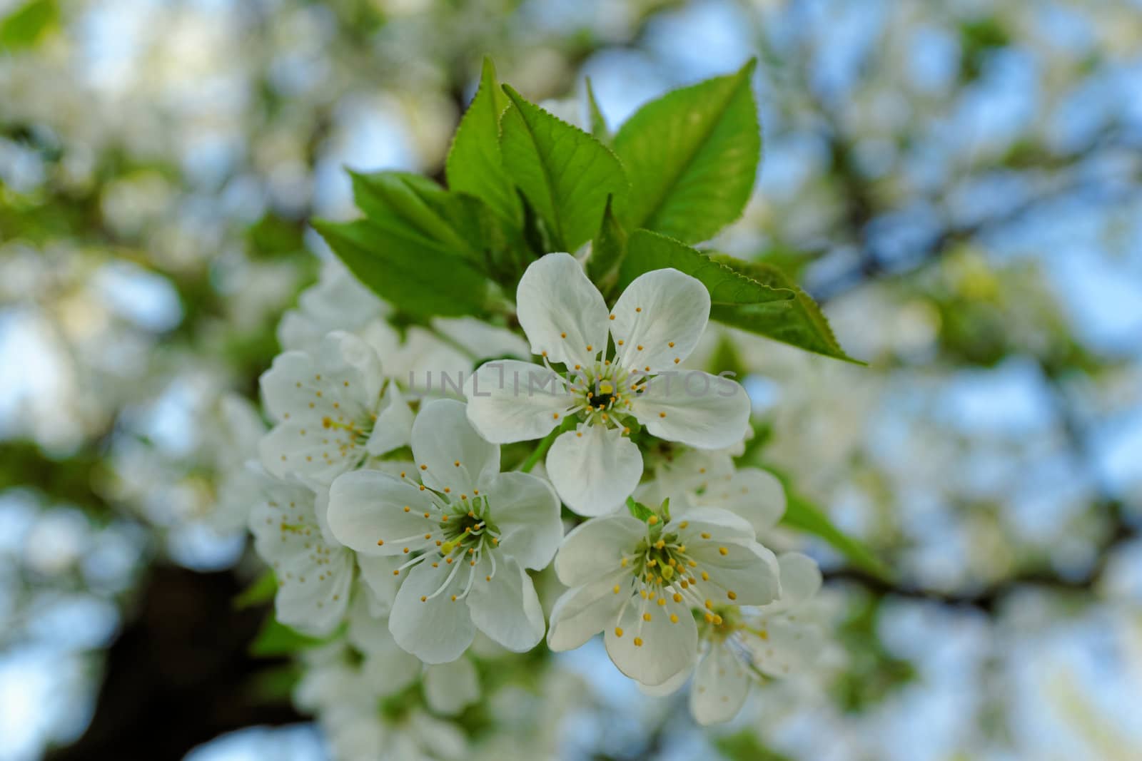 beautyful blossom cherry tree