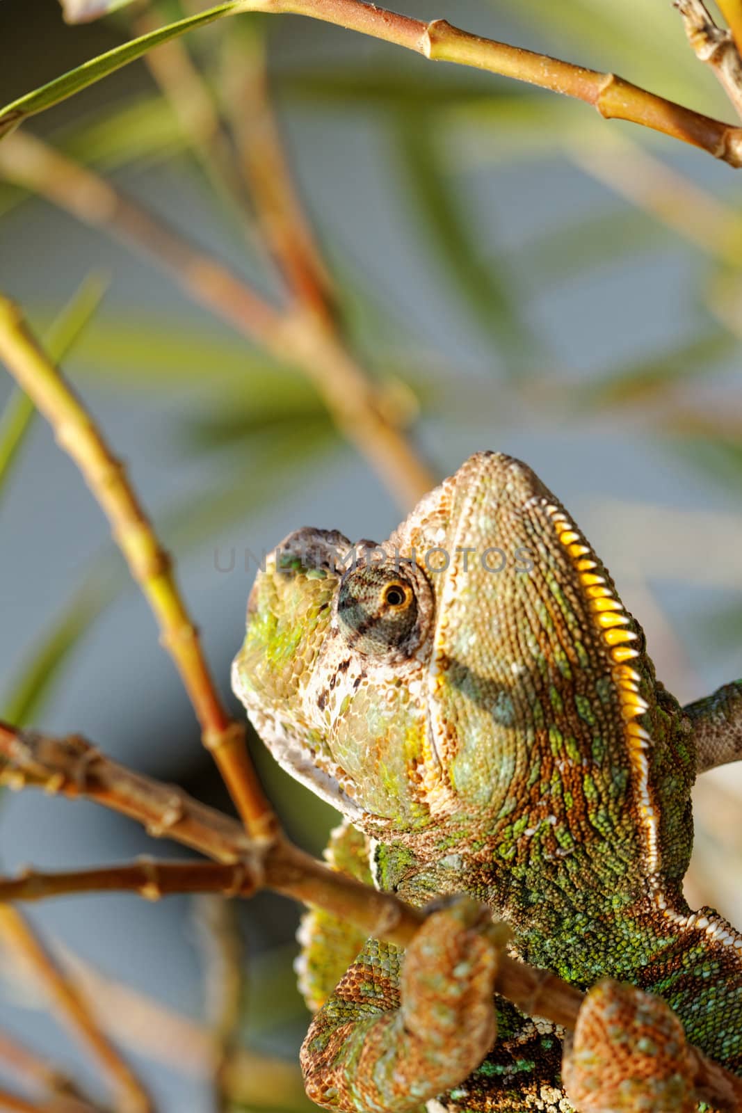 Chameleon on the leaf (Chamaeleo calyptratus)