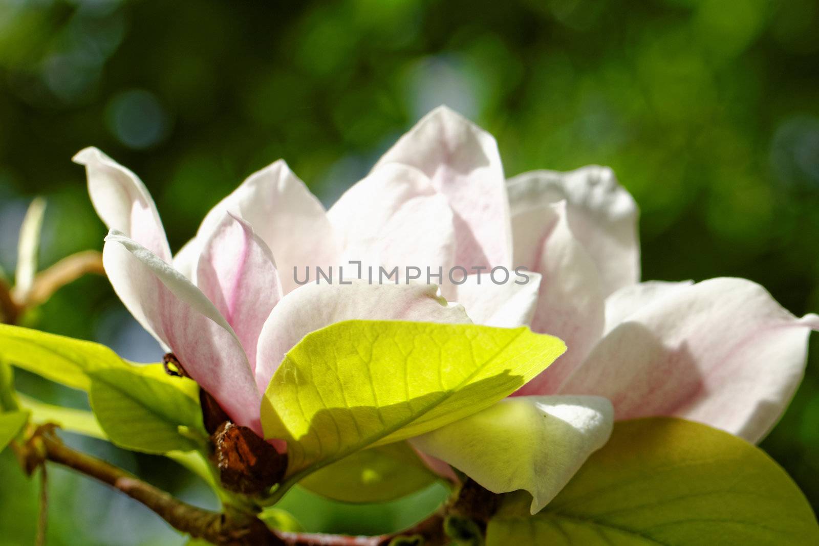 Spring Blossoms of a Magnolia tree